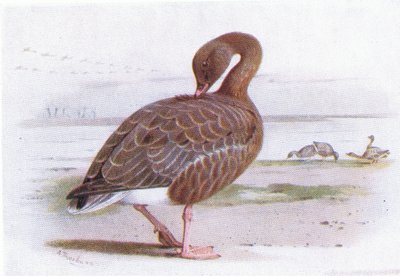 Pink Footed Goose by Archibald Thorburn